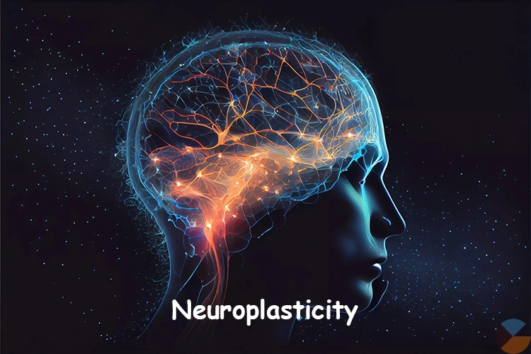 The Power of Neuroplasticity: How Your Brain Adapts and Changes