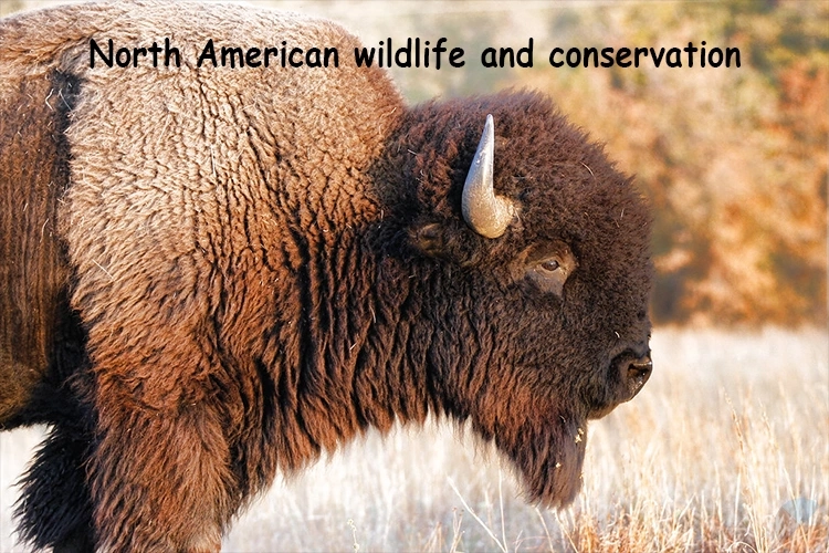 Exploring North American Wildlife and Conservation